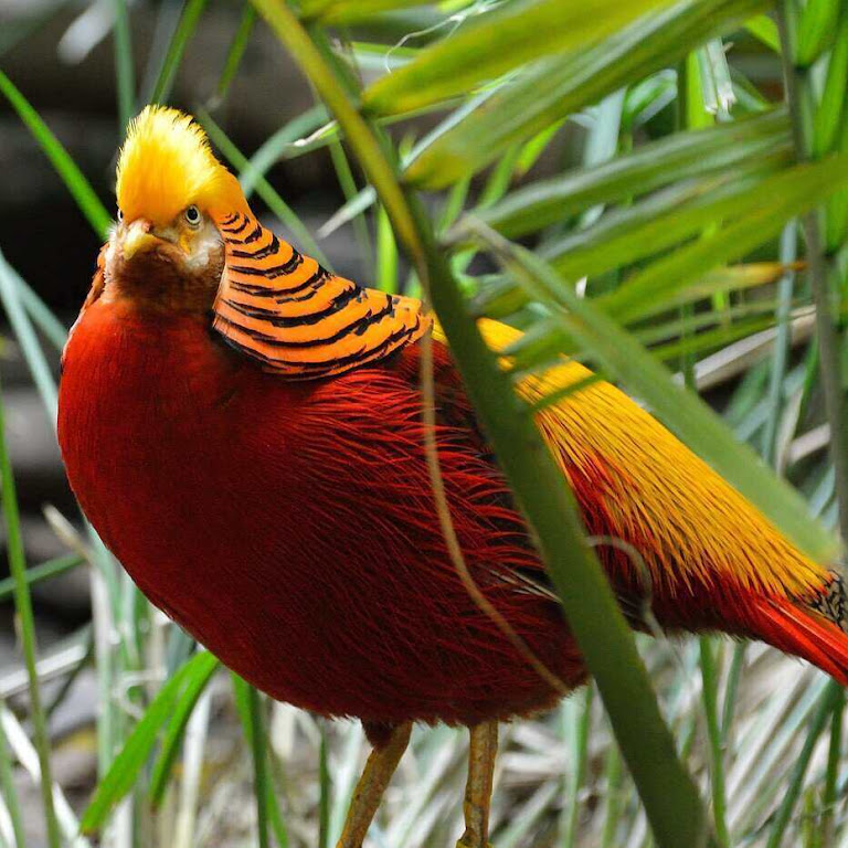 20 Cool Golden Pheasant Facts (aka Chrysolophus pictus)