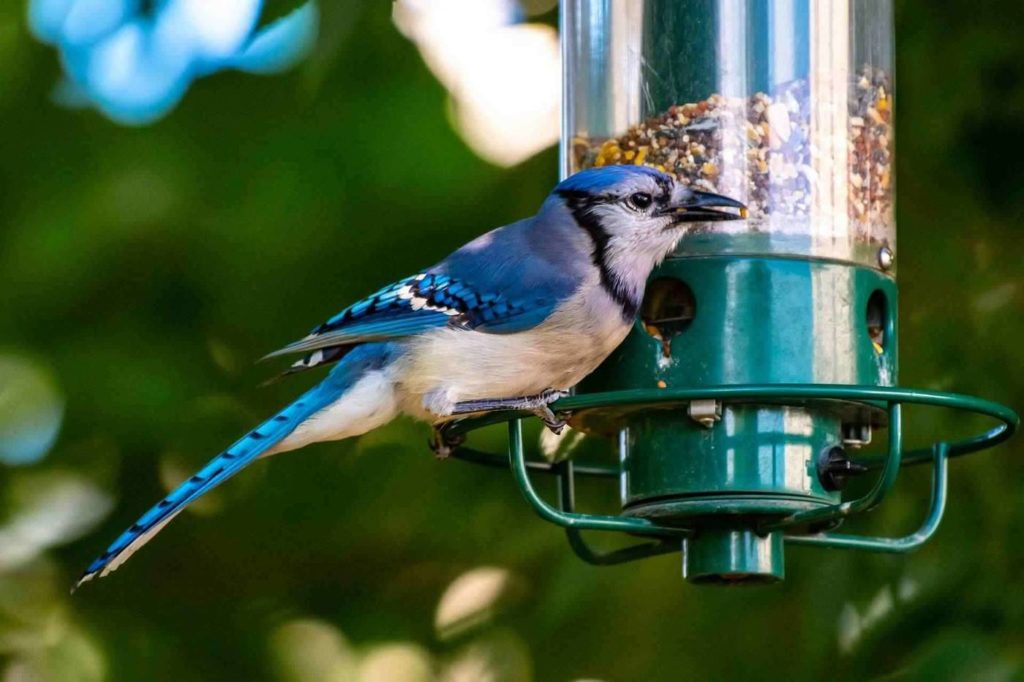 A Comprehensive Review of the 6 Best Bird Feeders for Blue Jays