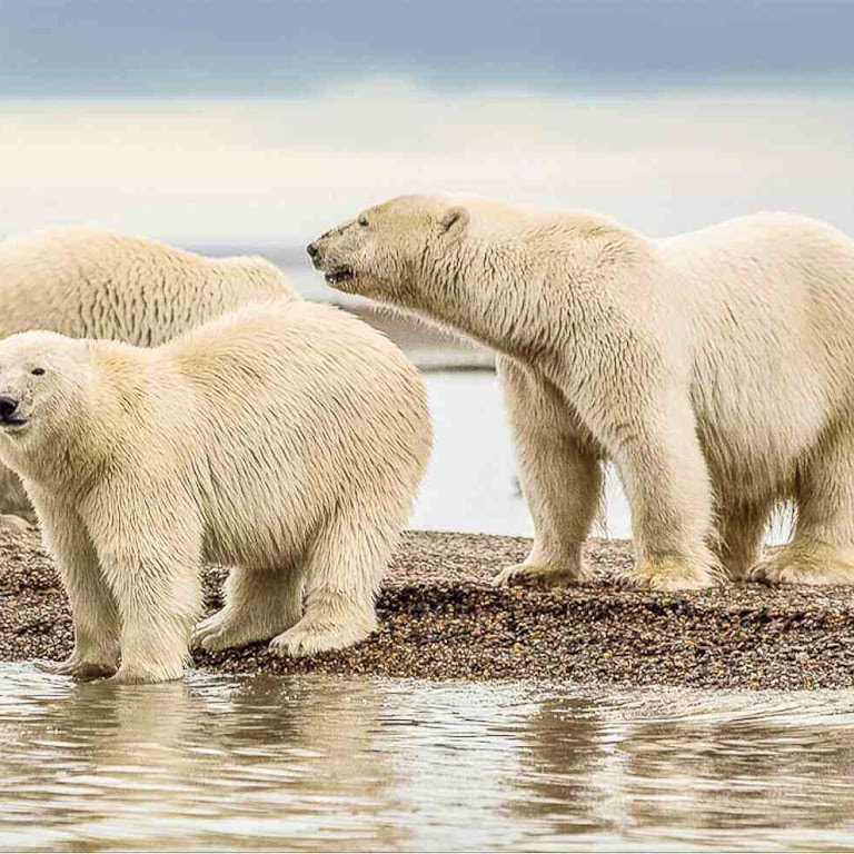 All About the World's Largest Bear Species 
