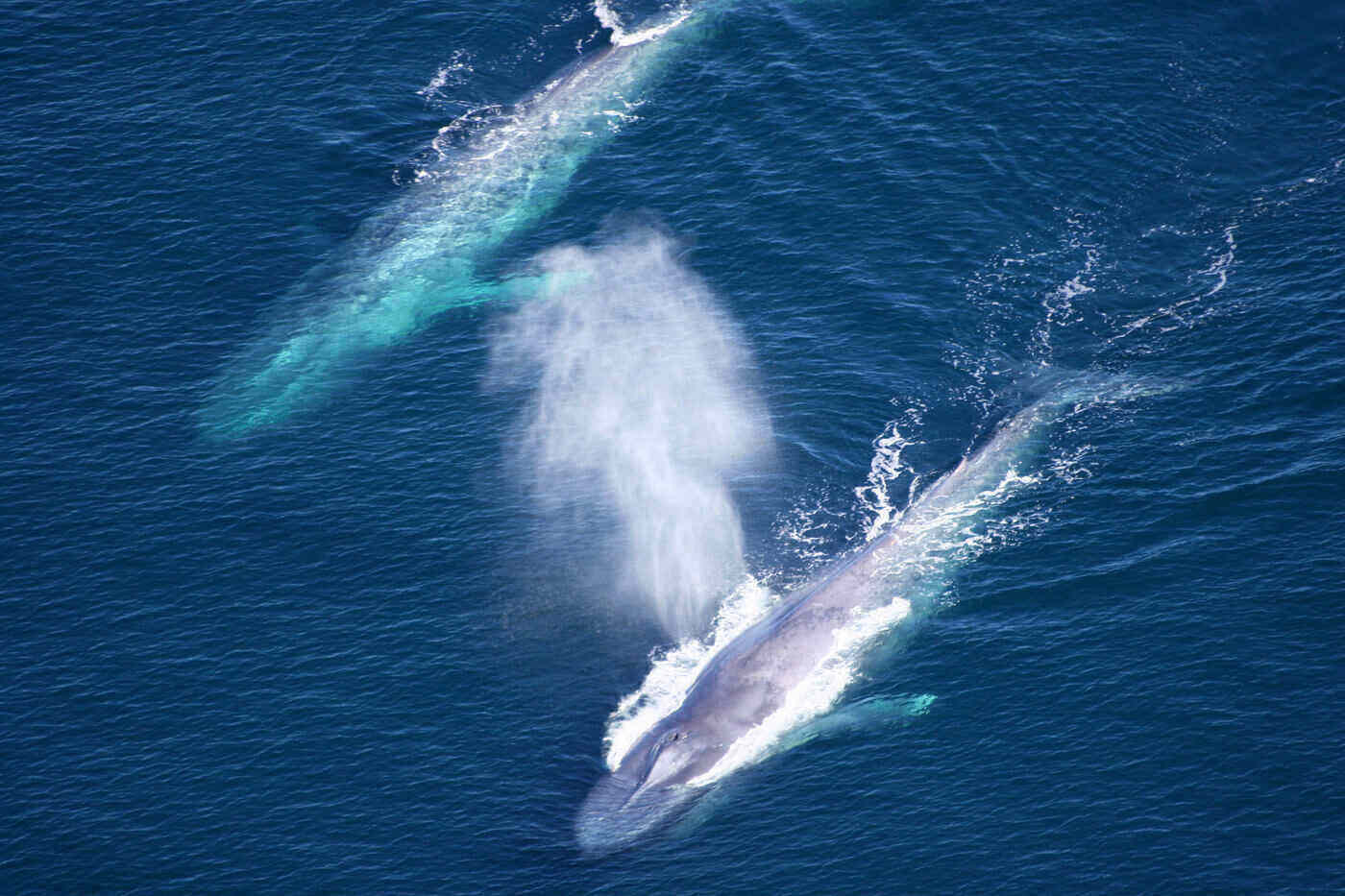 aerial view of two blue whales - the 5 largest whale species in the world
