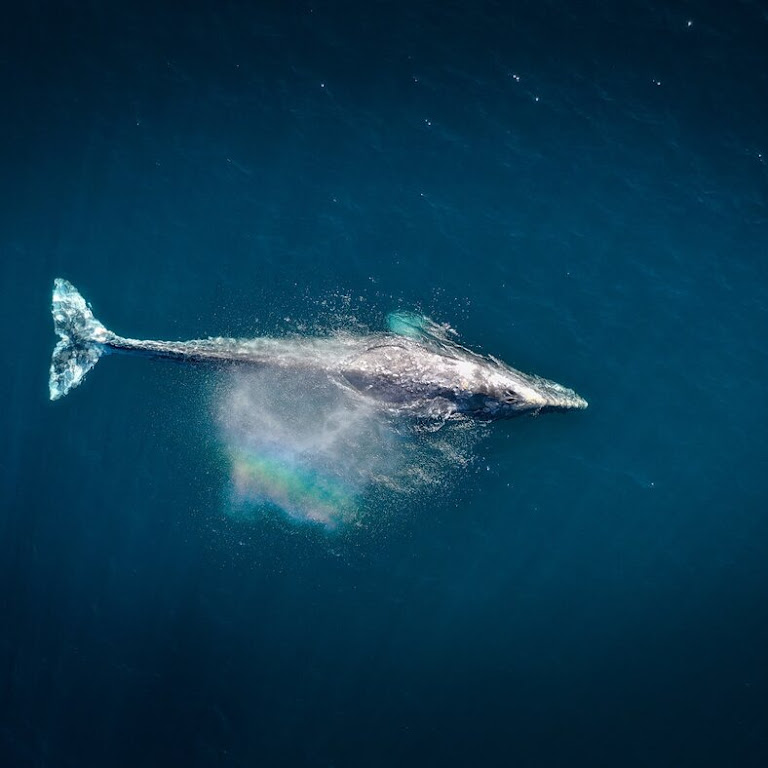 The 5 Largest Whale Species in the World