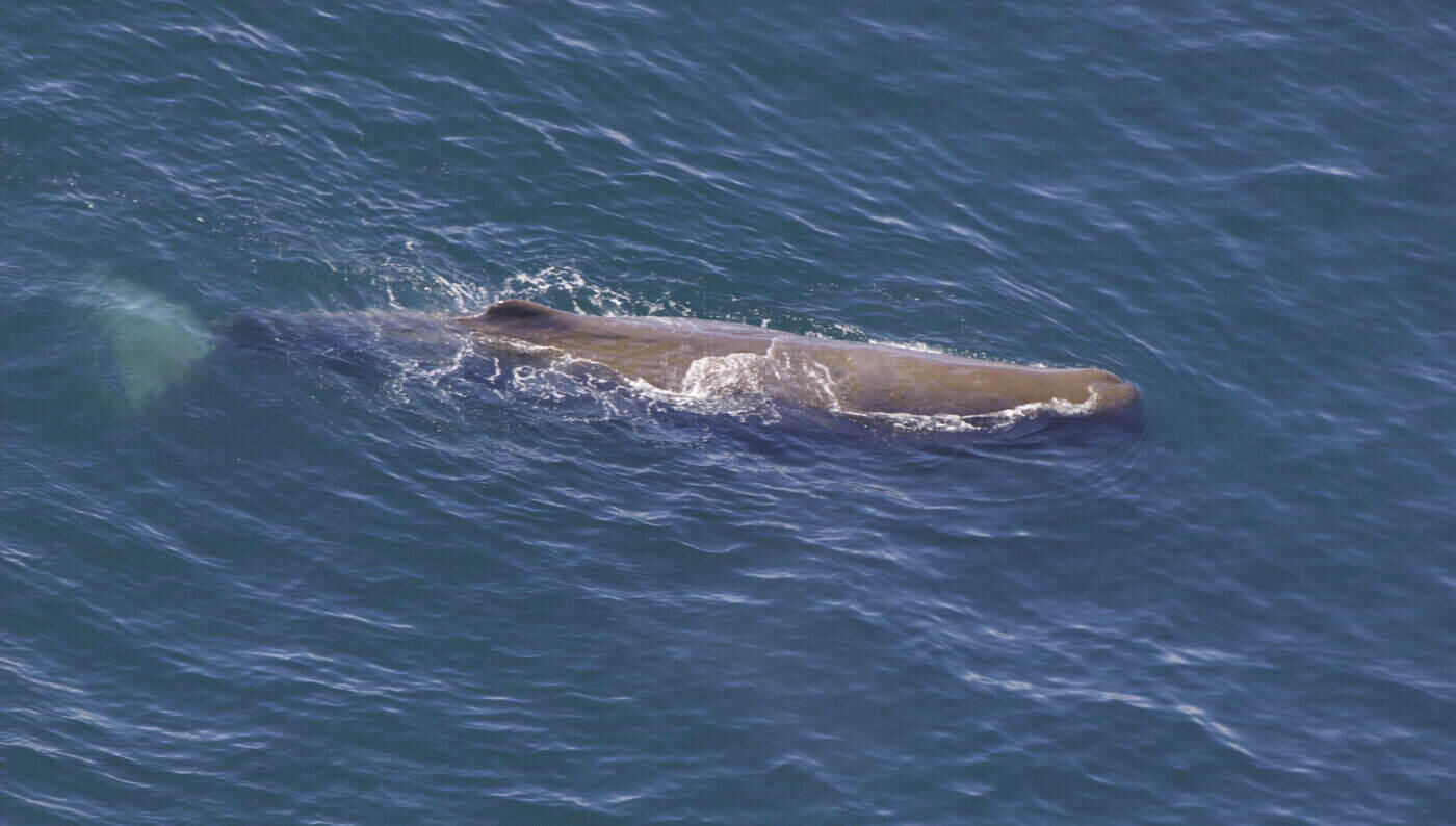 aerial view of sperm whale - the 5 largest whale species in the world