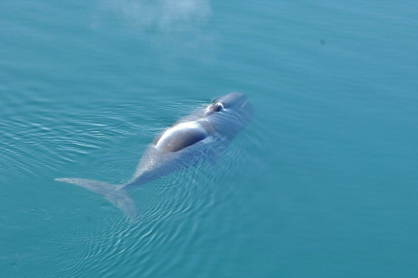 aerial view of bowhead whale - the 5 largest whale species in the world