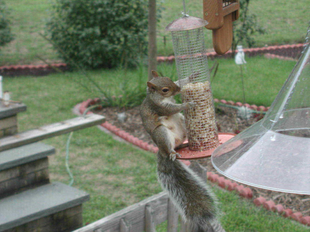 The 10 Best Squirrel-Proof Bird Feeders : Reviews and Buying Guide(2020)