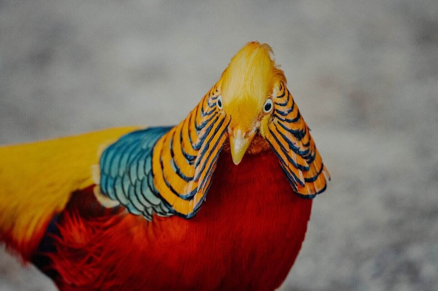 close up of male golden pheasant - 20 cool facts about the golden pheasant